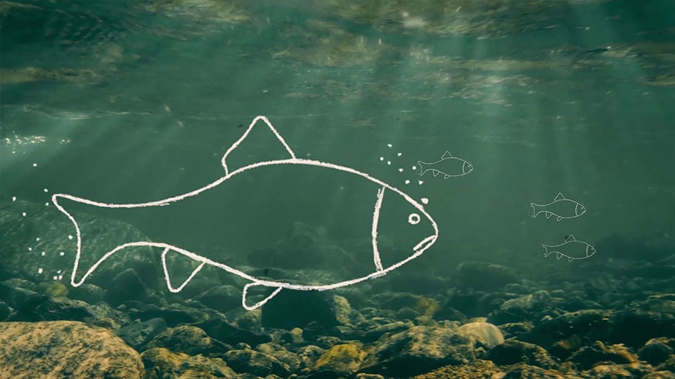 Aus dem NABU BW Imagefilm - Outline-Fische unter Wasser